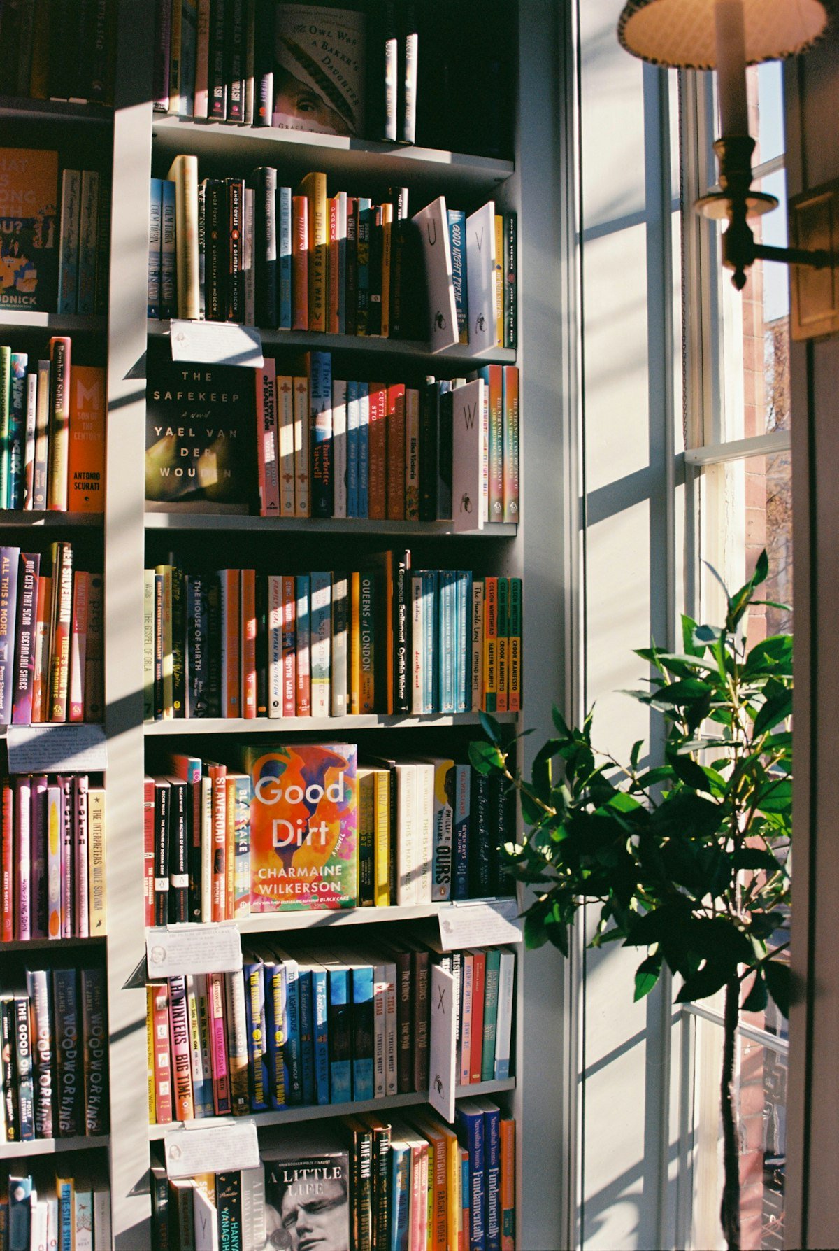 Sunlit bookshelf filled with books and a green plant