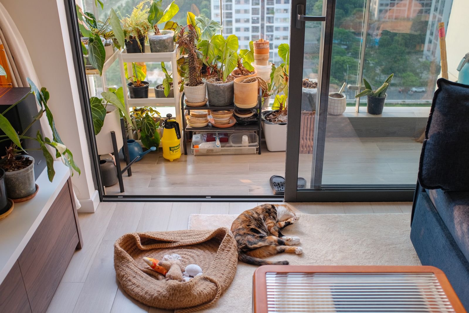 Trailing and potted plants on a shelf by a bright apartment doorway