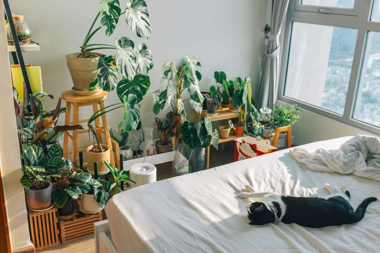Leafy indoor plants at floor and shelf height beside a bed