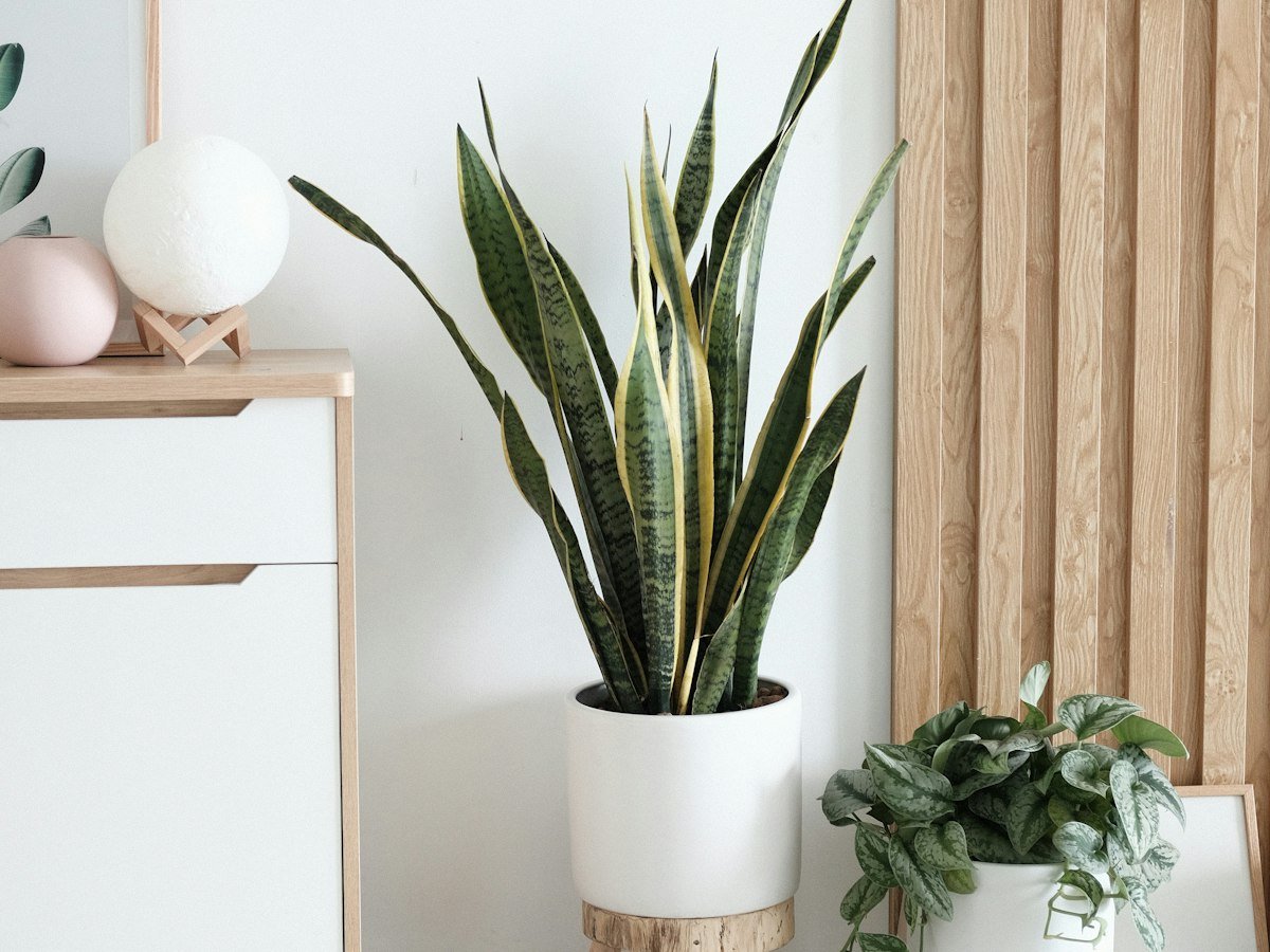 Living room with plenty of indoor plants and greenery