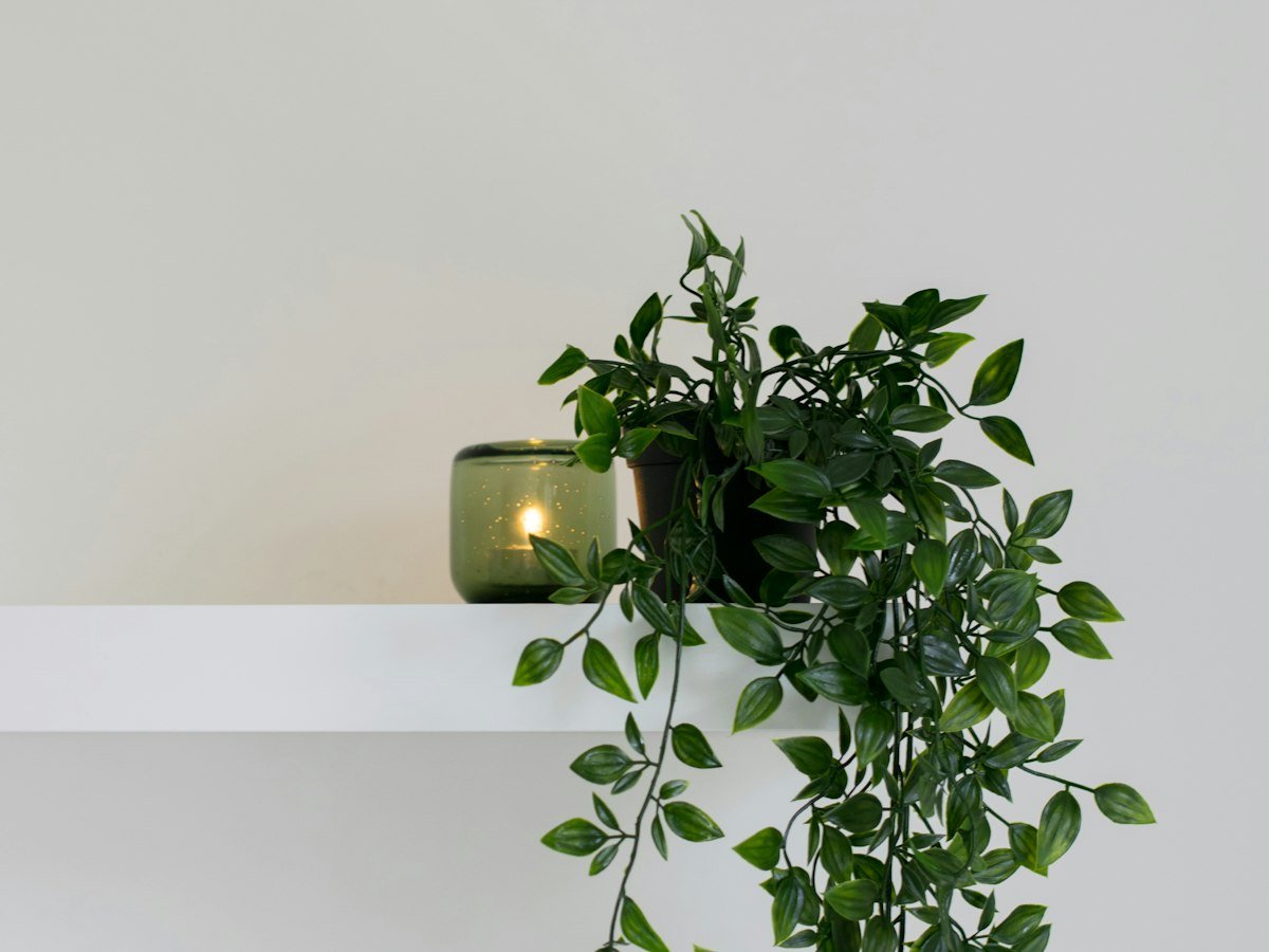 Small apartment shelves styled with plants